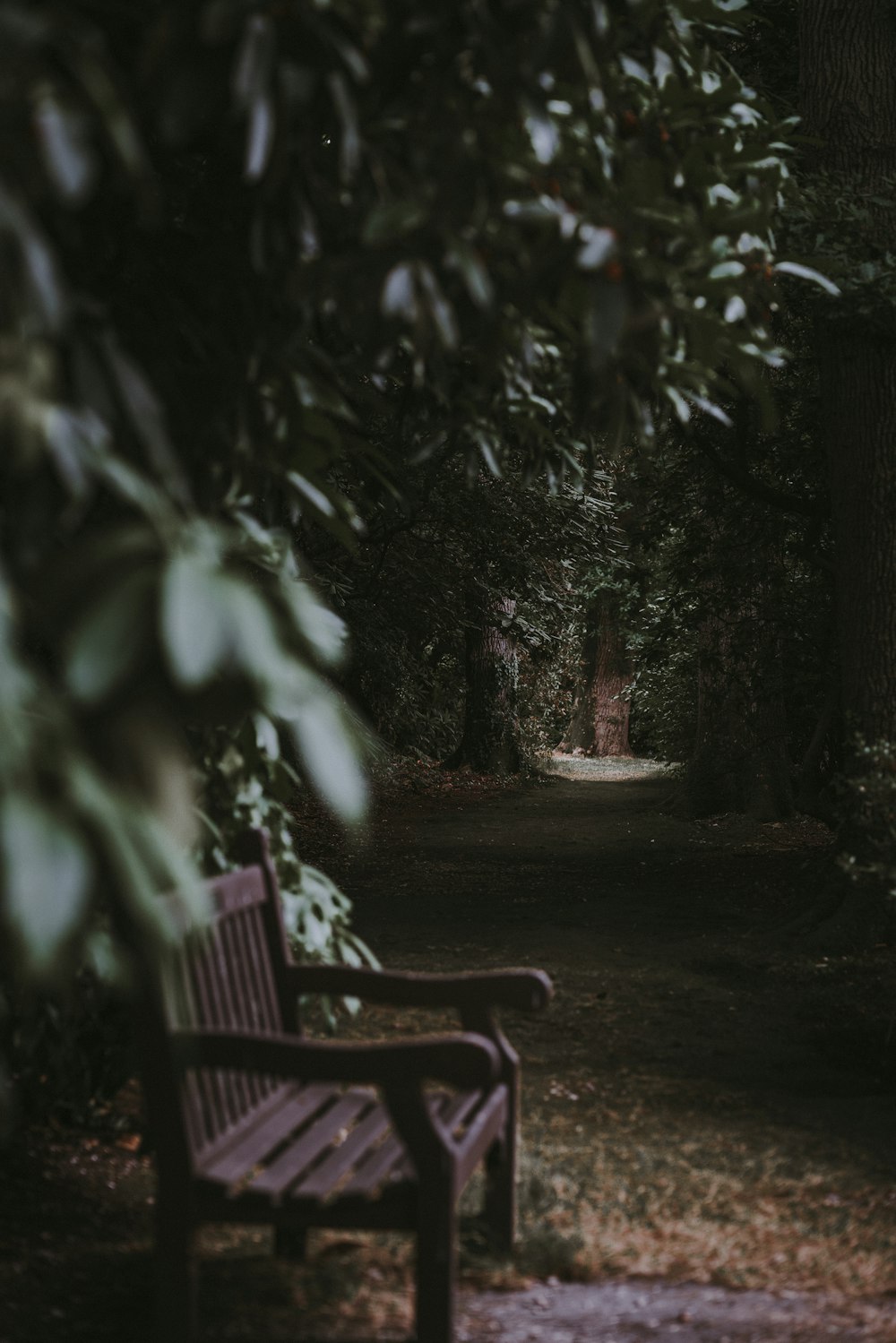 unoccupied brown wooden bench