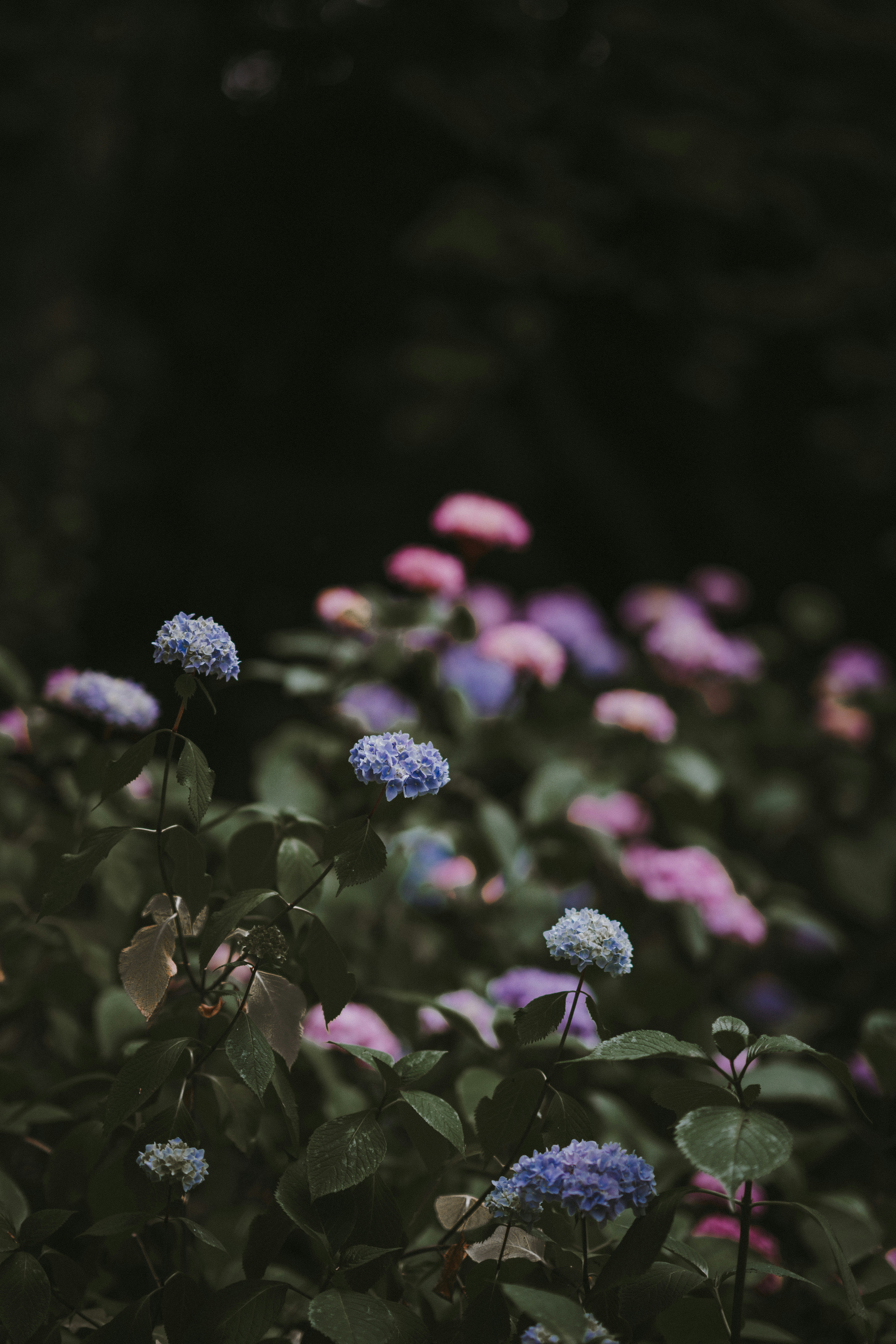 Floewrs Pictures | Download Free Images on Unsplash