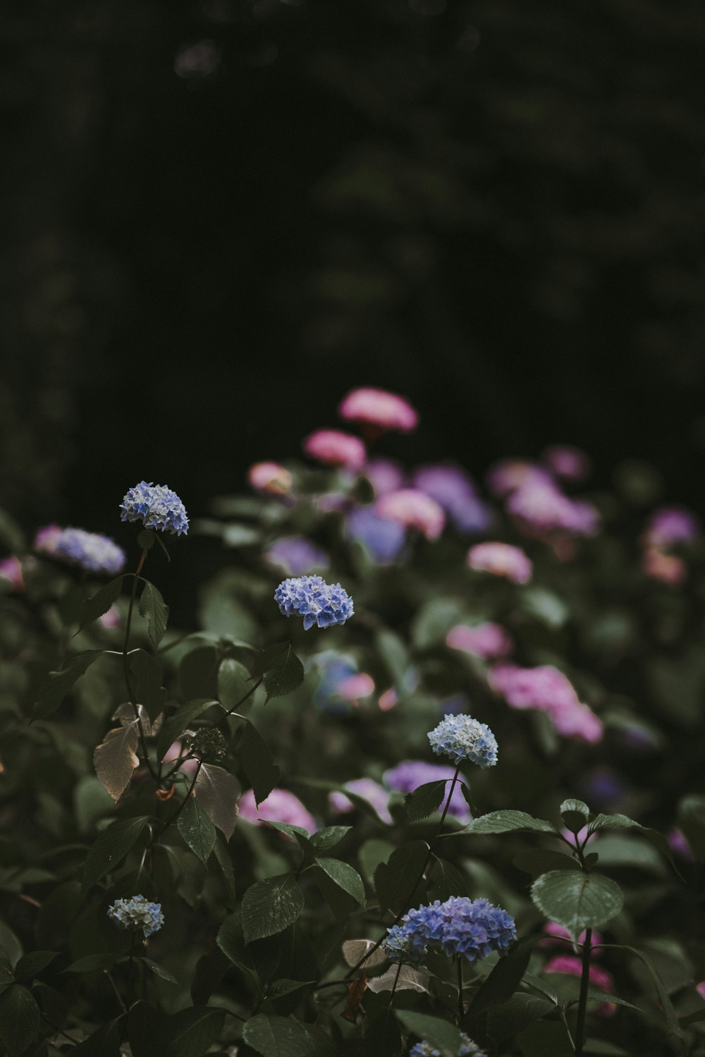 purple and pink flowers