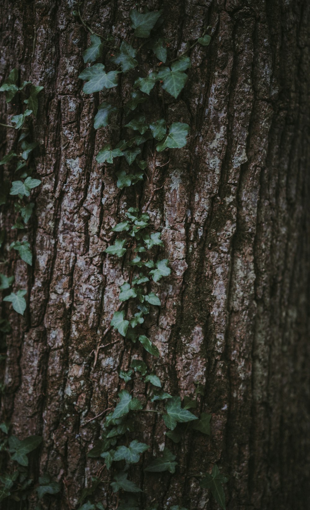 a close up of a tree with vines growing on it