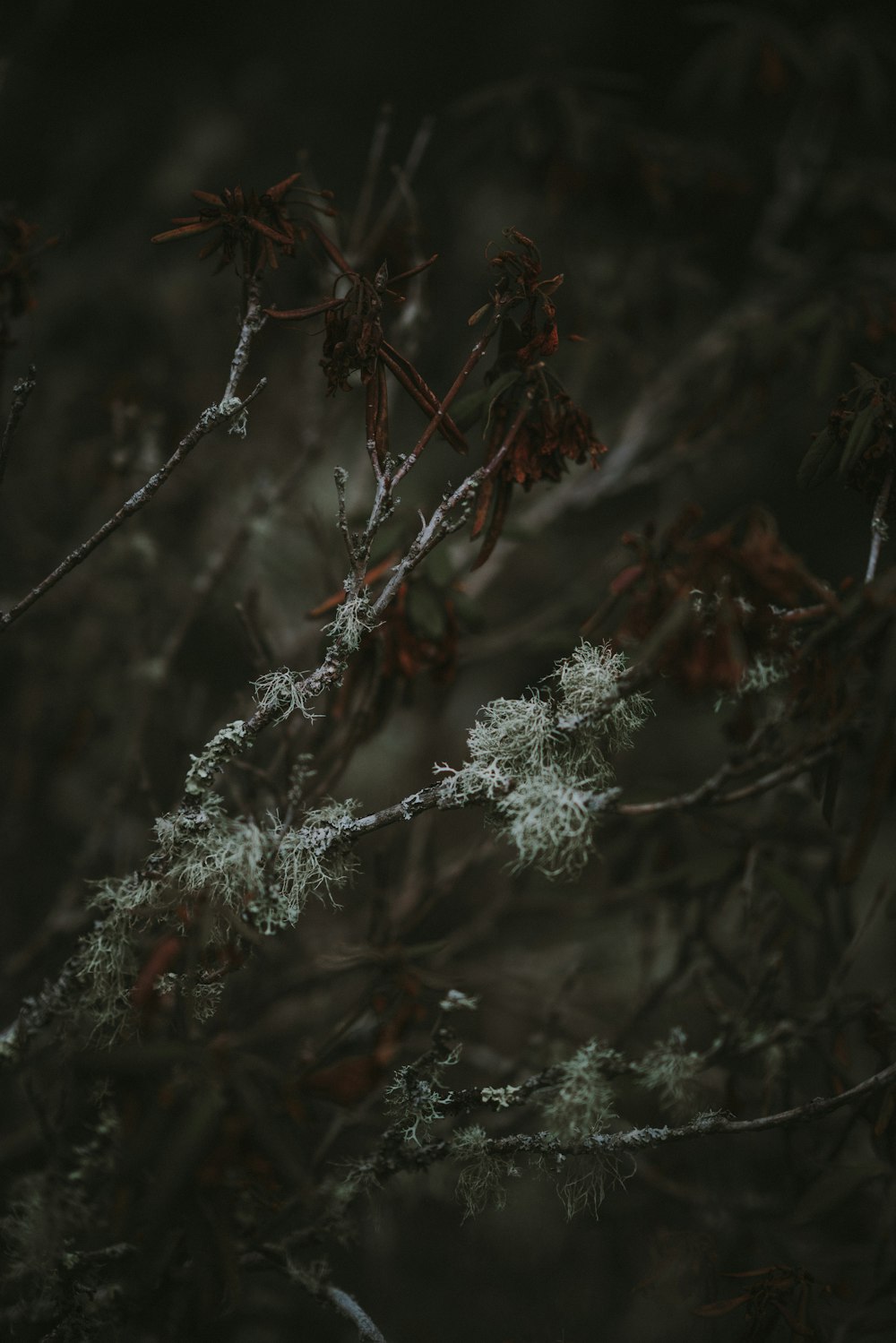 Hojas rojas en el árbol marrón durante el día