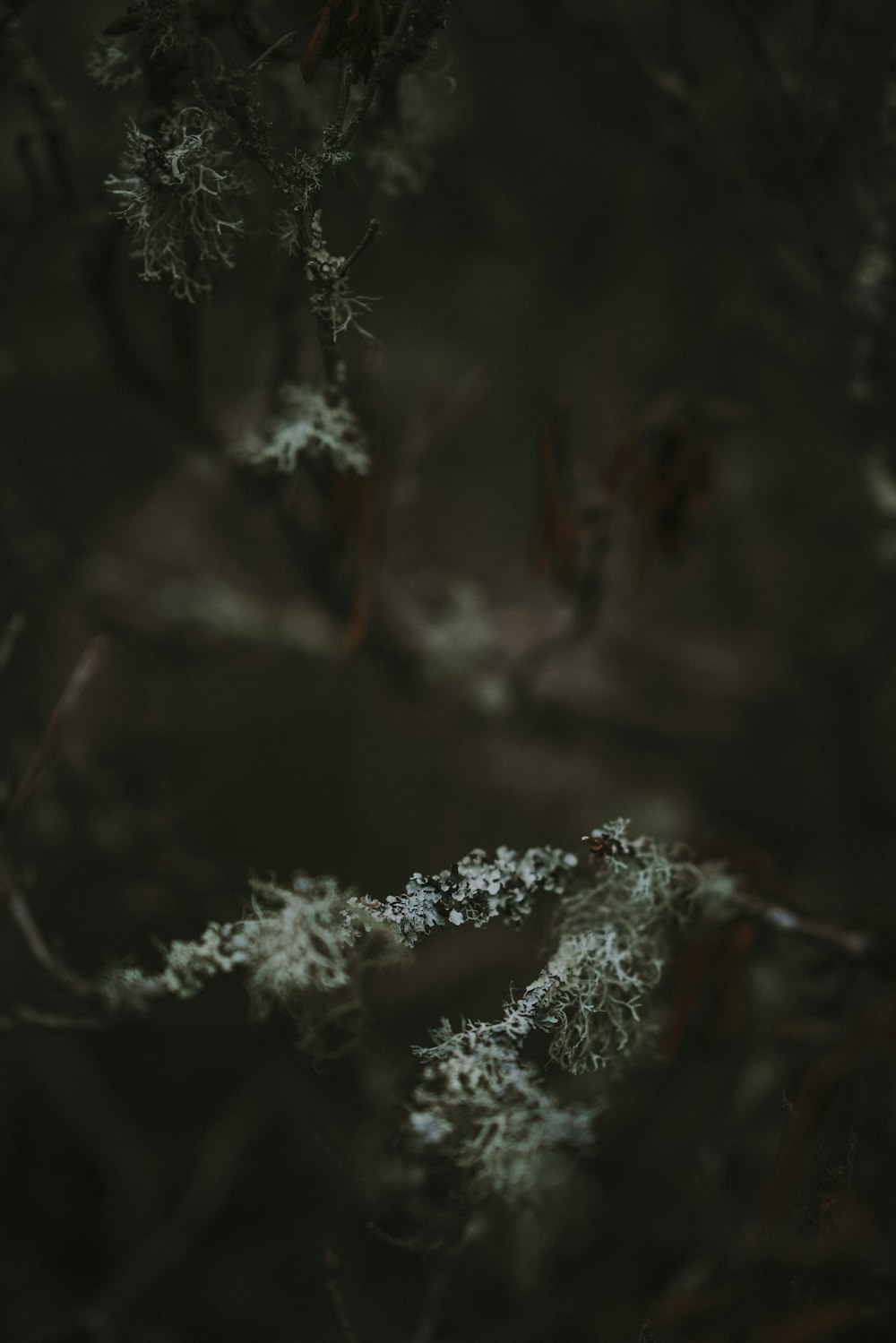 close-up photography of snow on green tree