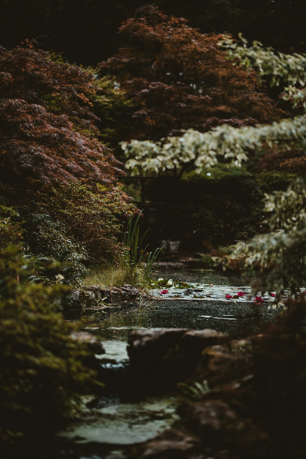 water stream surrounded by trees