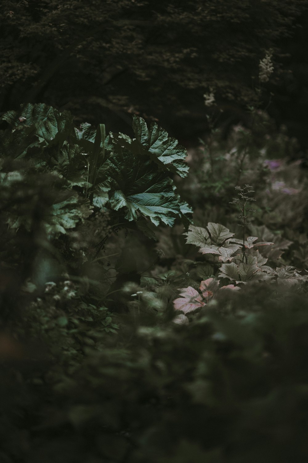 green leafed plant