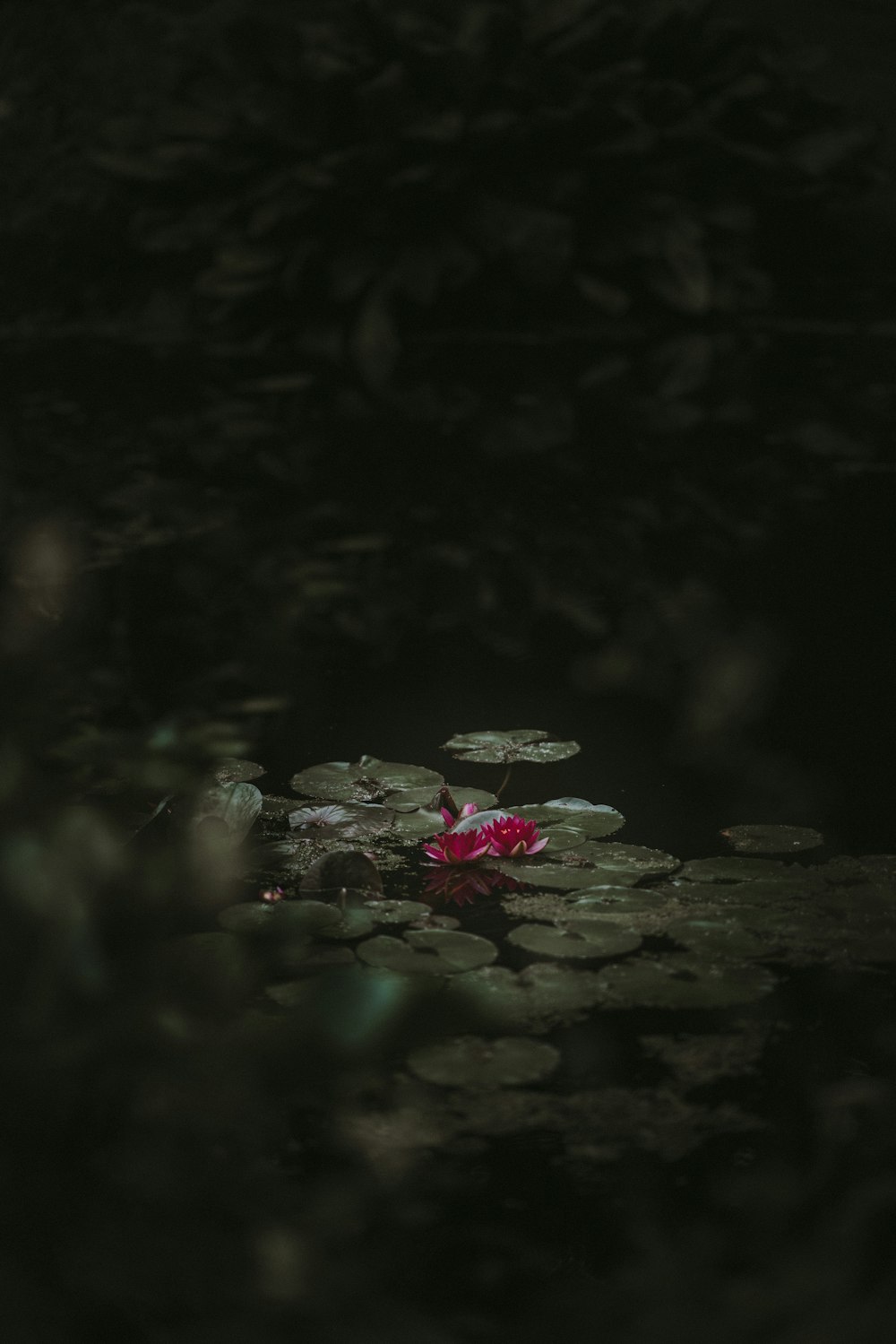 focus photography of red lotus flower