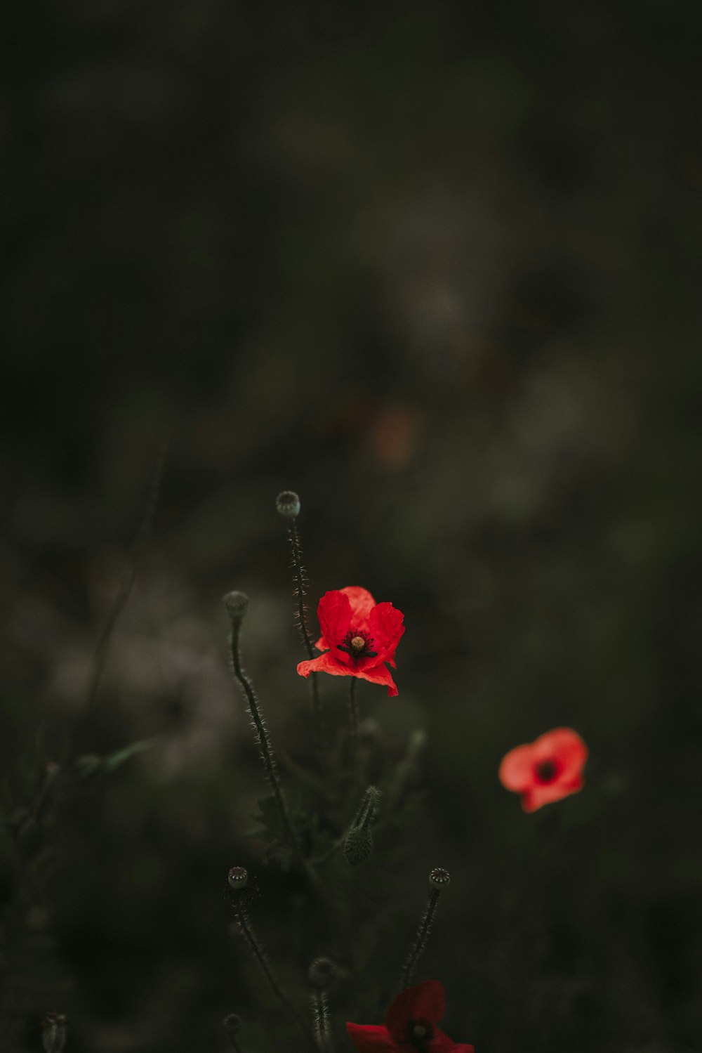 selective color photo of red broad petaled flower