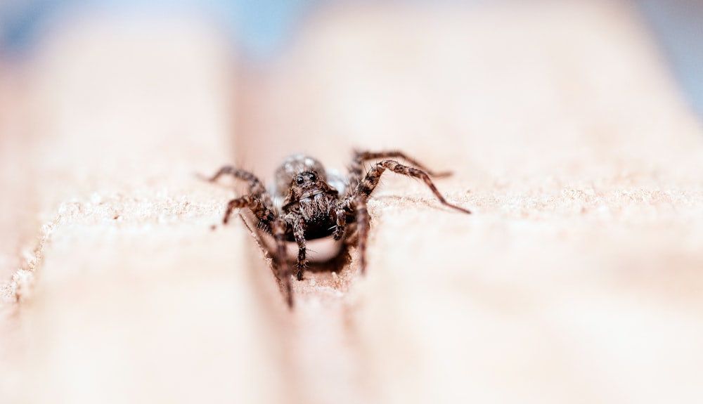 um close up de uma aranha no braço de uma pessoa