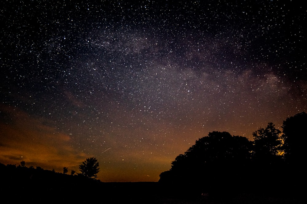silhouette of trees under stars