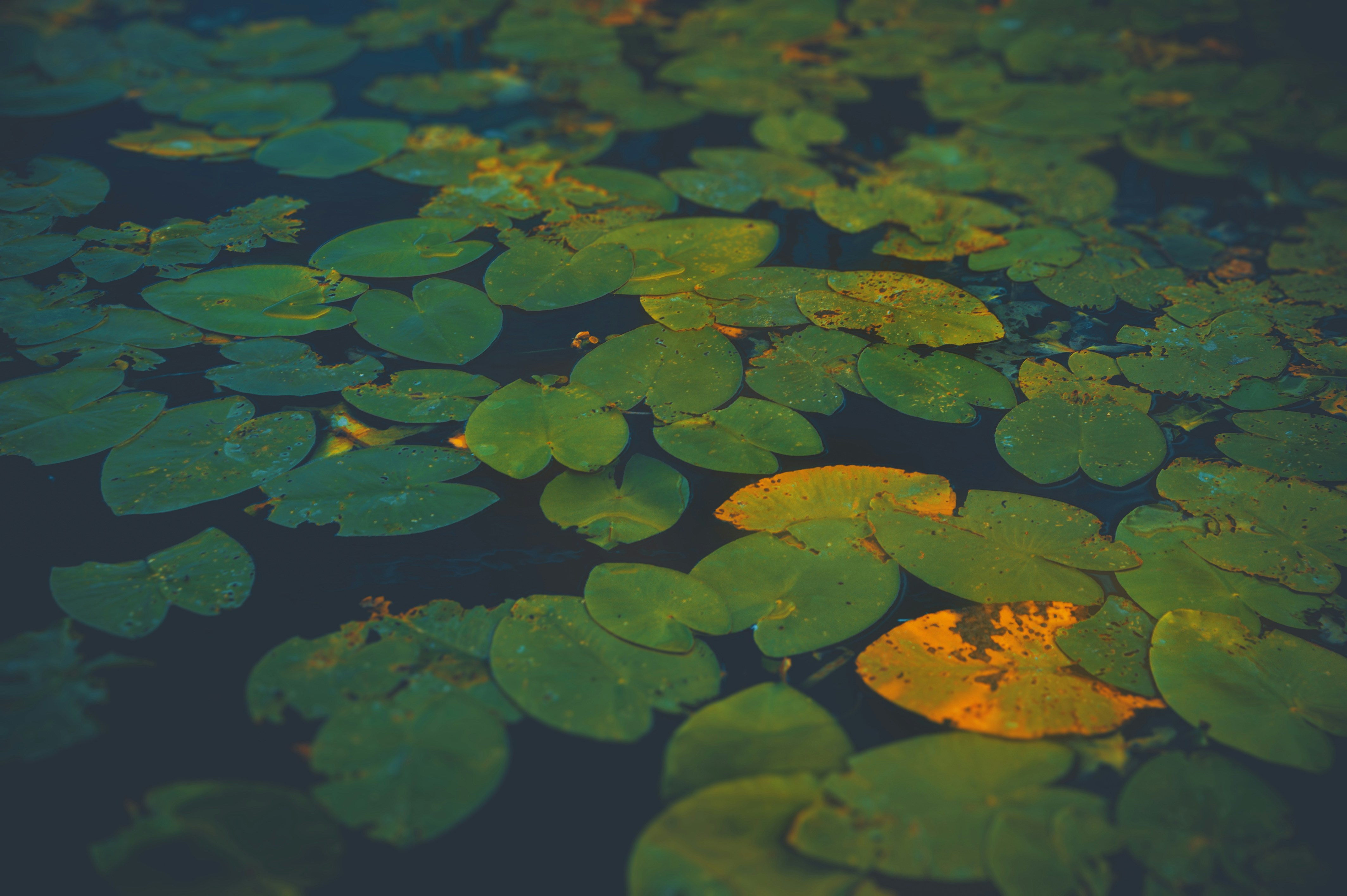 Définition de pad Dictionnaire français