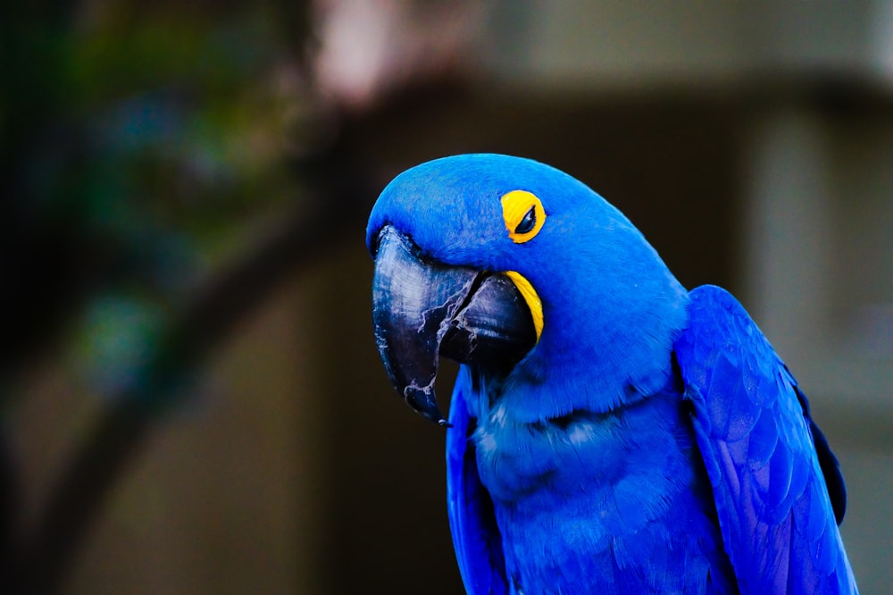 photo of blue and yellow macaw bird