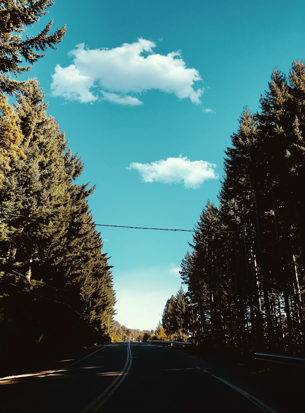 concrete road surrounded with trees