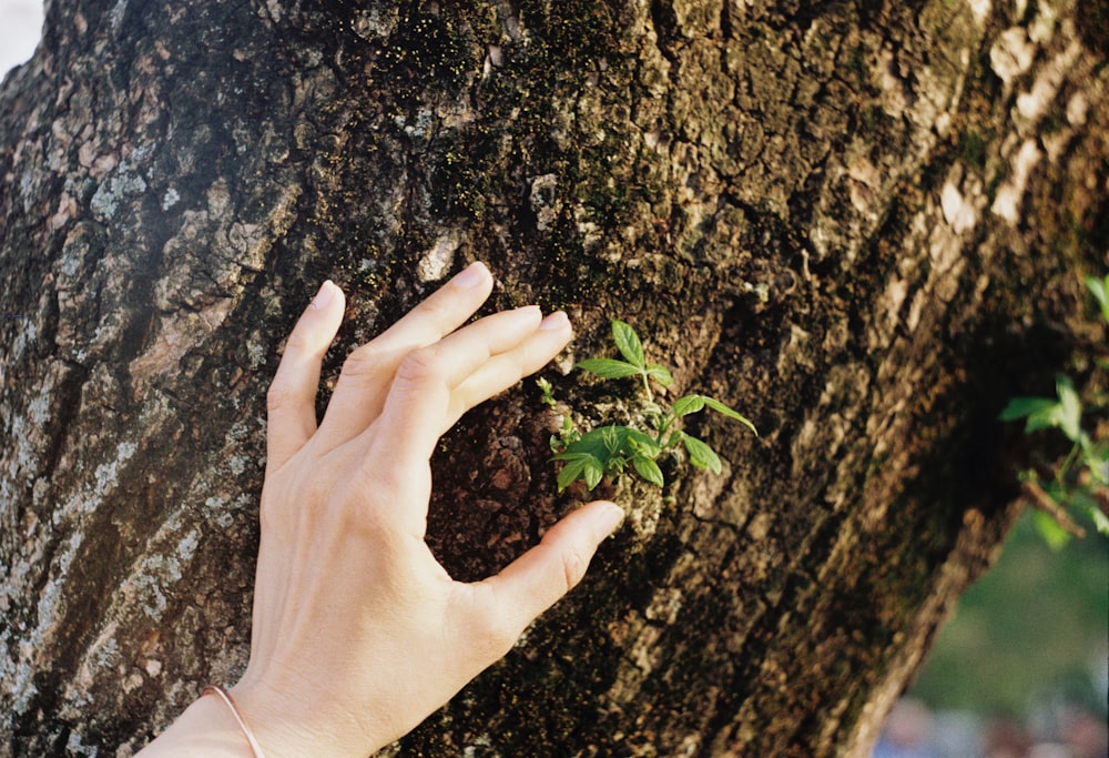 person touching brown tree trunk beside green leaf at daytime