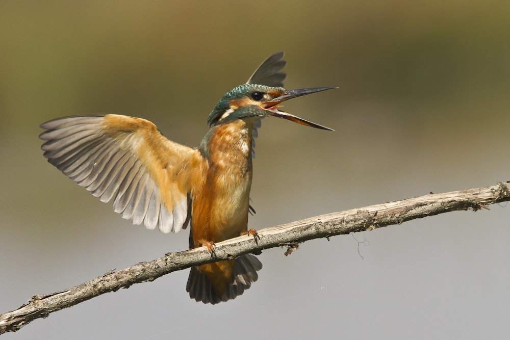 selective focus photograph of kingfisher perching on twig about to fly