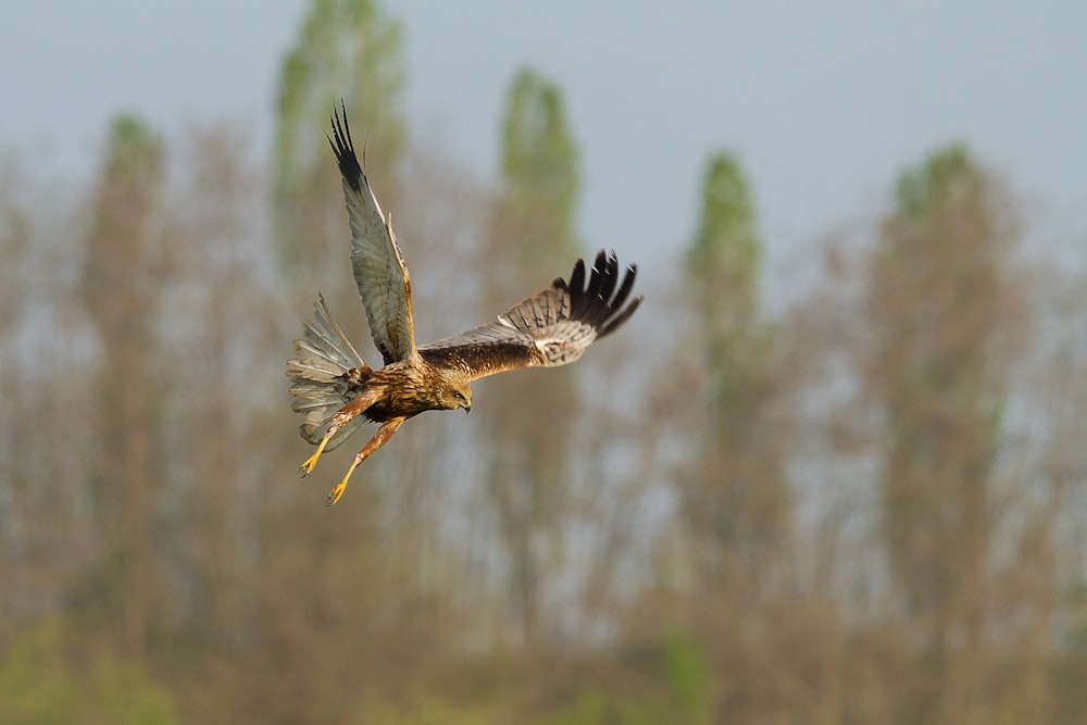 flying bald eagle in selective focus photography