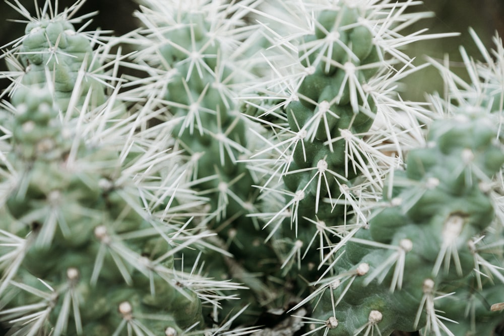 Photographie à mise au point peu profonde d’une plante de cactus vert