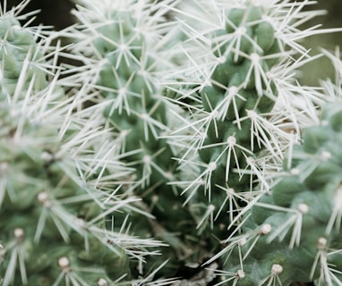 shallow focus photography of green cactus plant