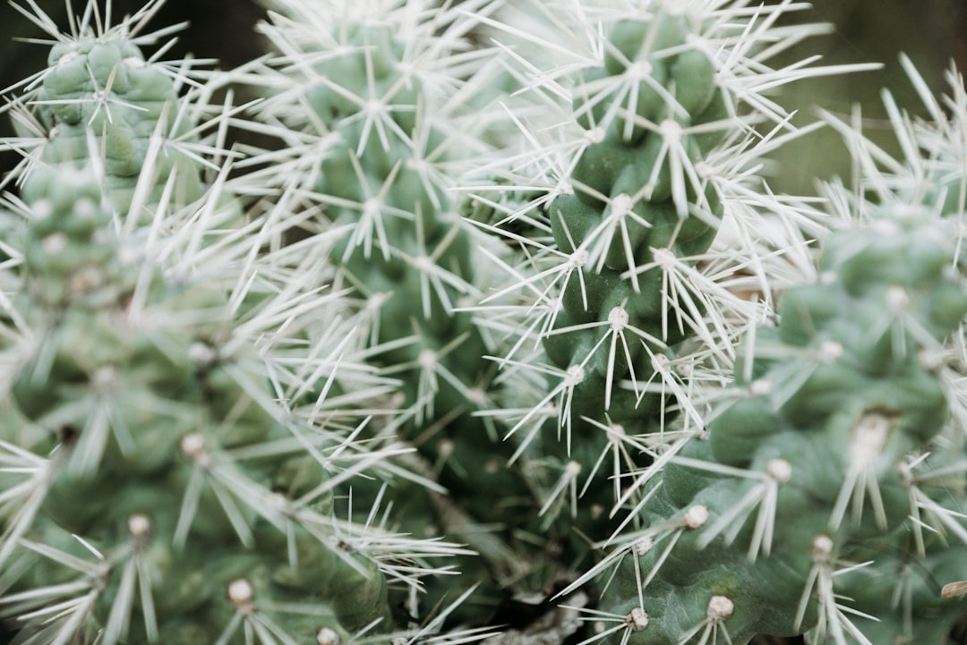 shallow focus photography of green cactus plant,