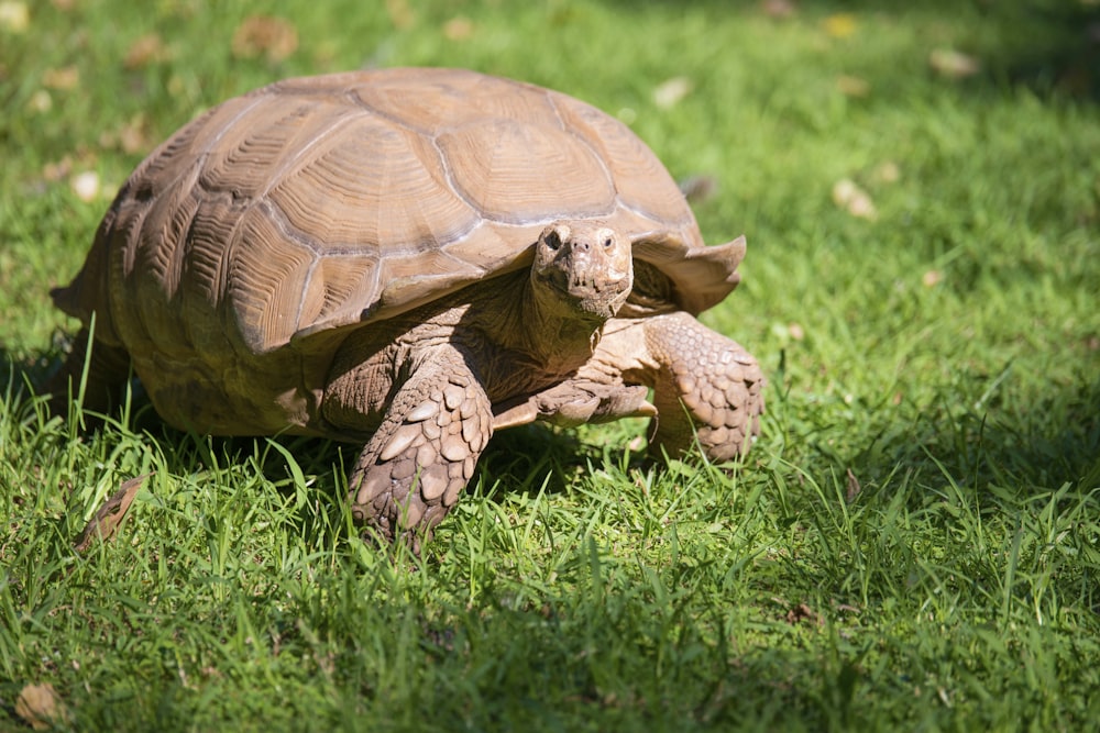 brown tortoise on lawn under sunny sky