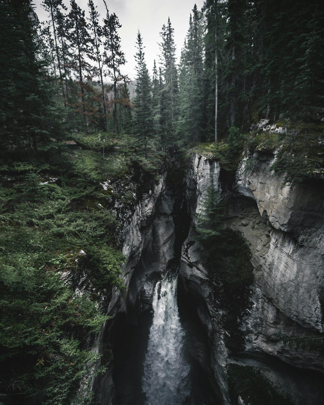 Forest photo spot Maligne Canyon Trail Athabasca Falls