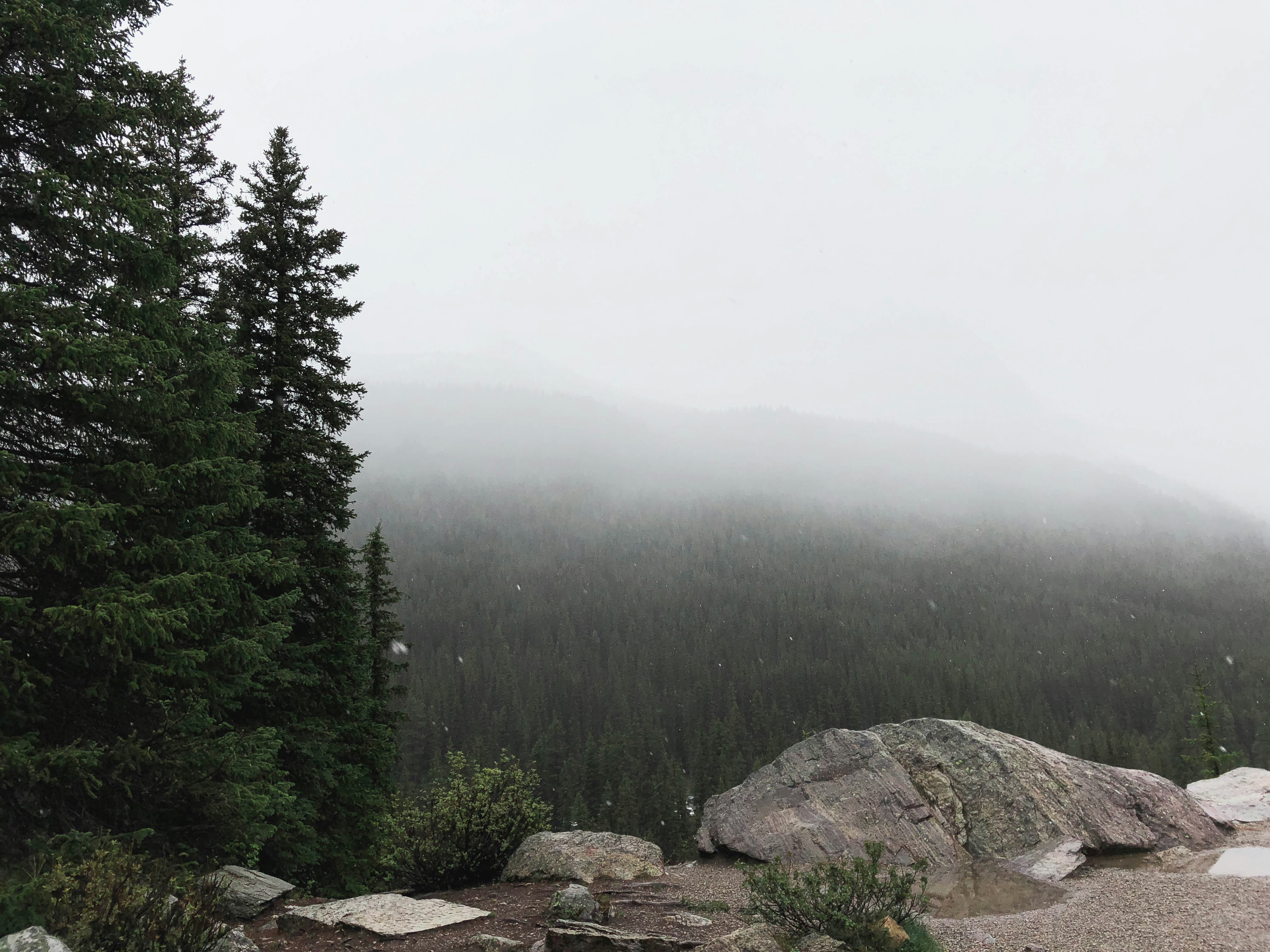foggy forest during daytime