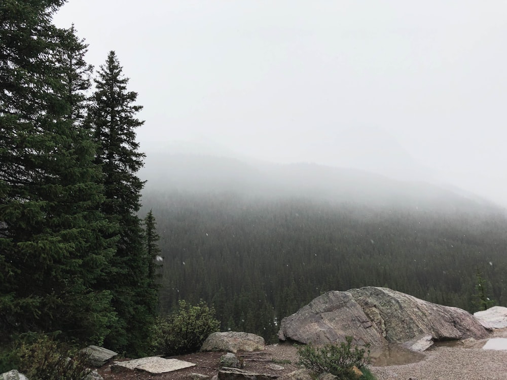 foggy forest during daytime