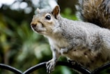 Close-up of a squirrel trap set in a backyard surrounded by Toronto homes.