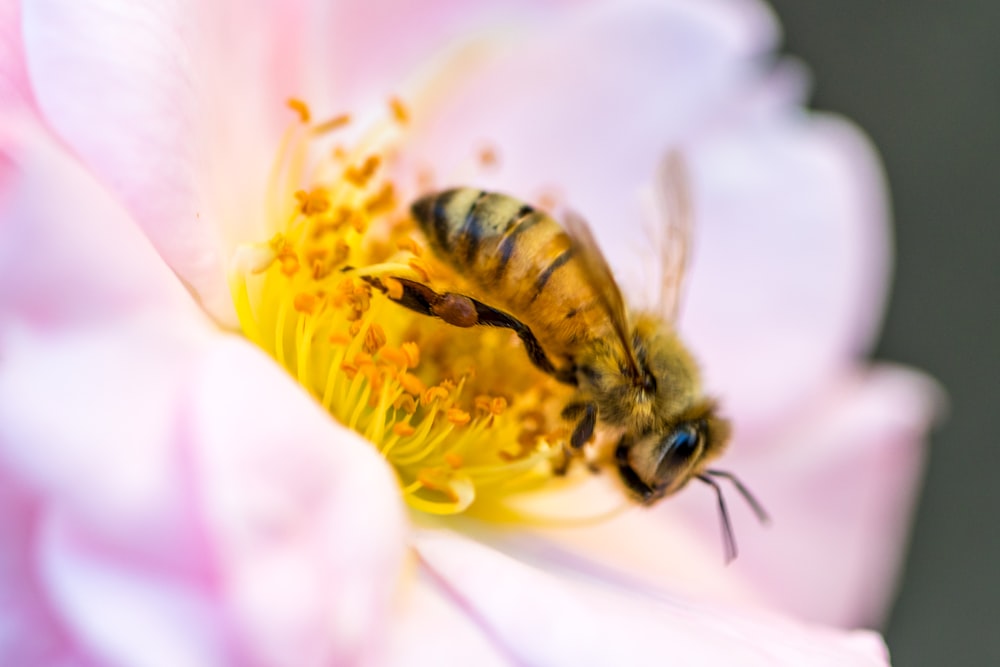 Fotografia a fuoco selettiva dell'ape mellifera gialla appollaiata sul polline dei fiori