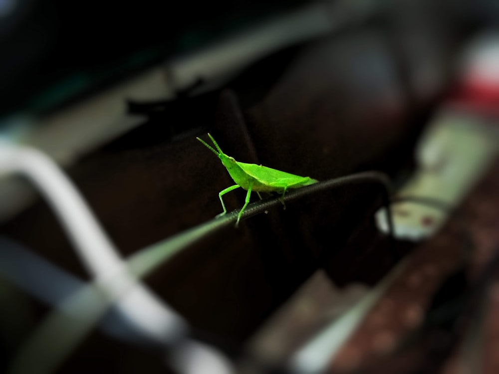 selective focus photo of green insect