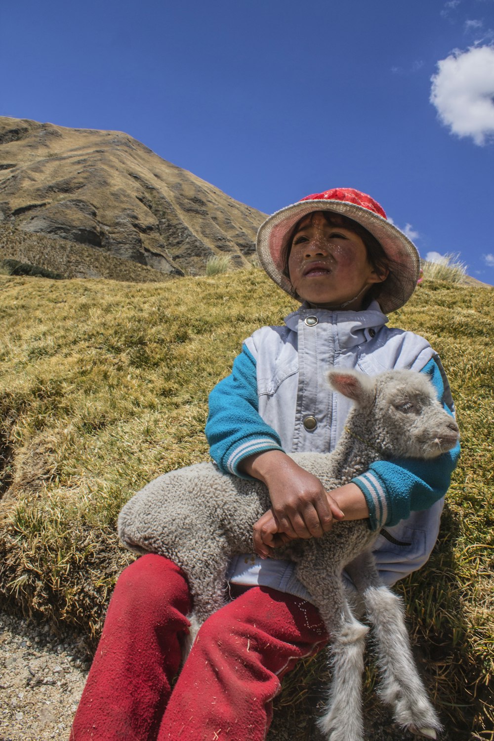 丘の上に座っている男の子の膝の上の白い羊