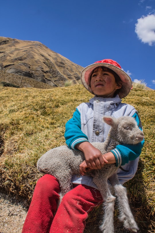 white sheep on boy's lap sitting on hill in Laguna Querococha Peru