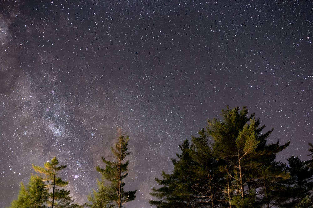 pine trees under starry night