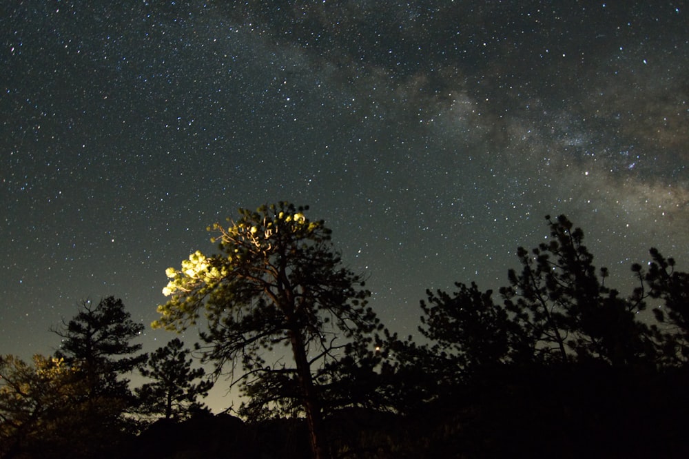 silhouette photography of trees at night time