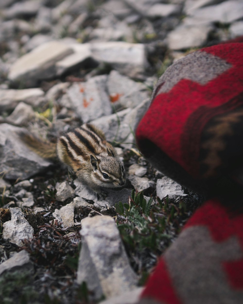 closeup photo of chipmunk on gray stone