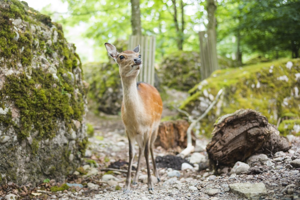 braunes 4-beiniges Tier in der Nähe von Felsen