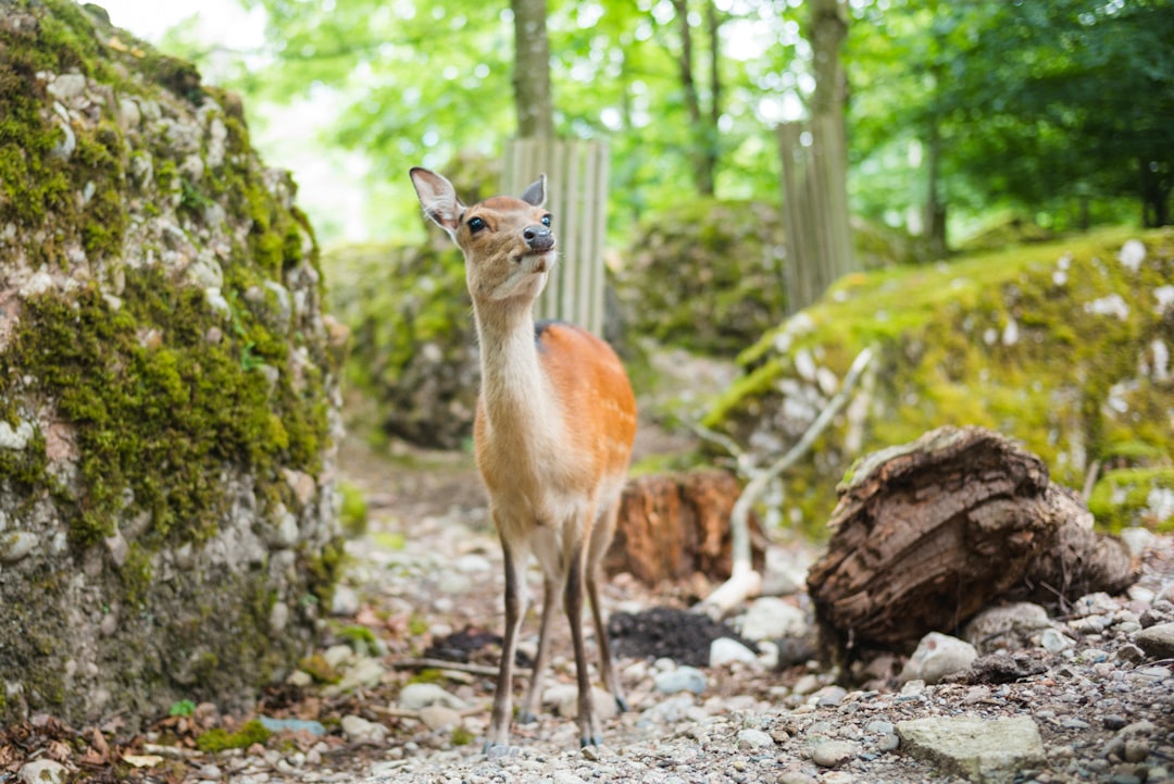 Wildlife photo spot Goldau Schwyz