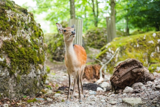 brown 4-legged animal near rock in Goldau Switzerland