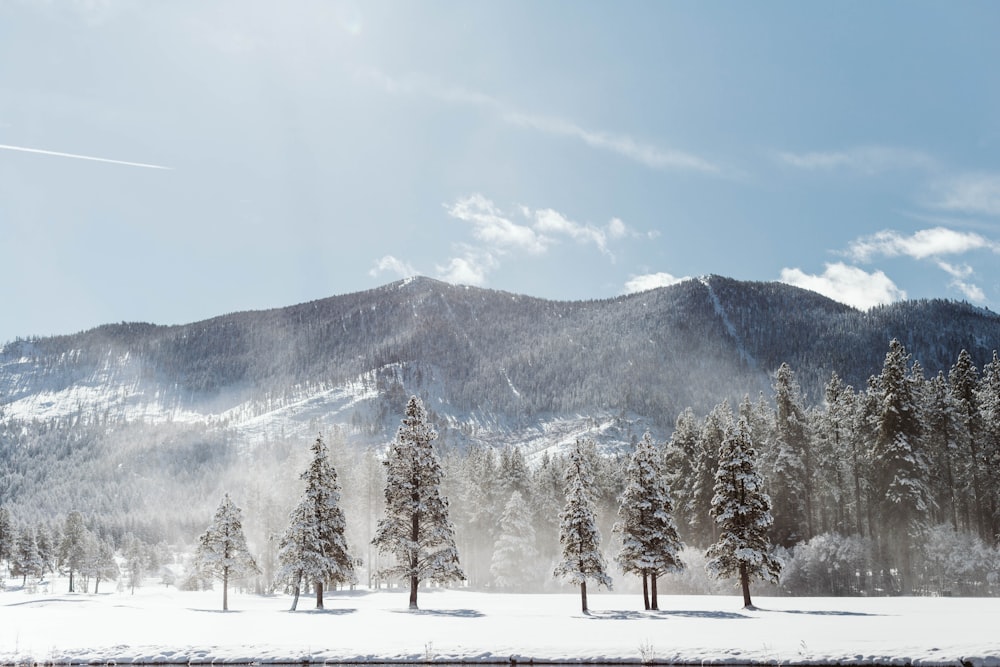 snow covered forest