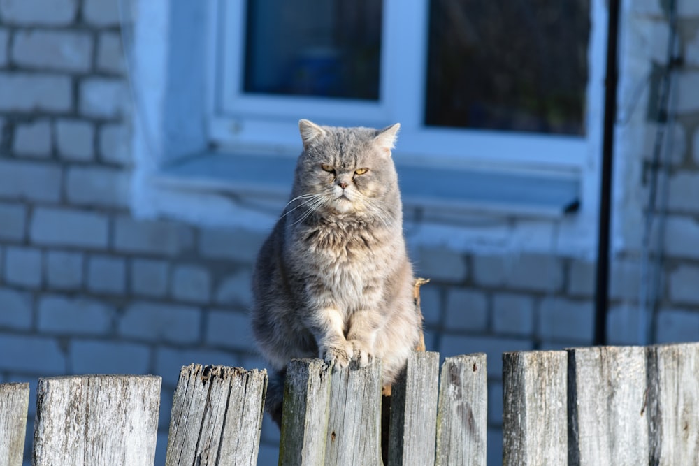 Persona que toma foto del gato gris de pie en la cerca de madera durante el día