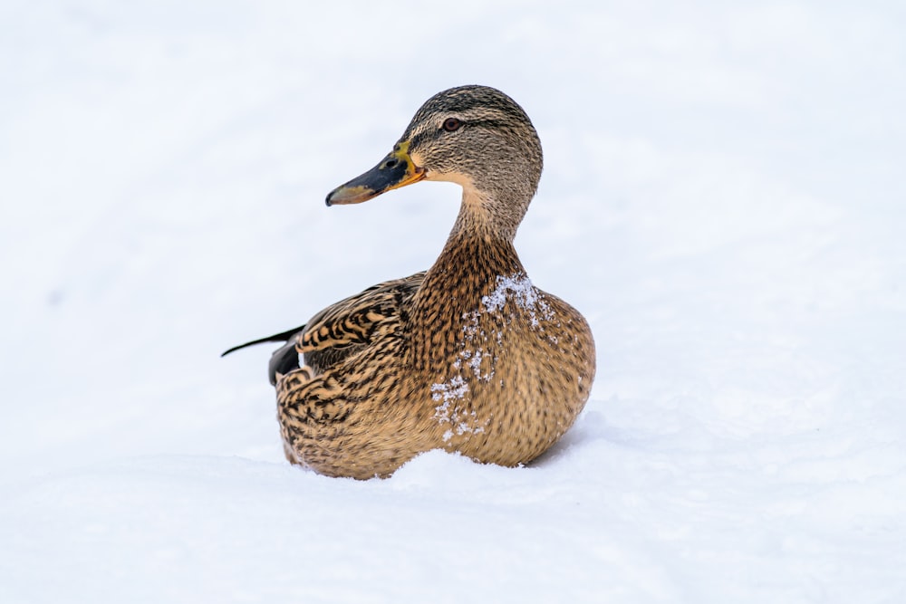 female mallard duck on snow covered surface