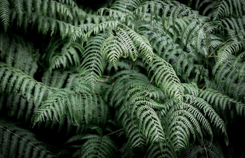 foto di piante di felce verde durante il giorno