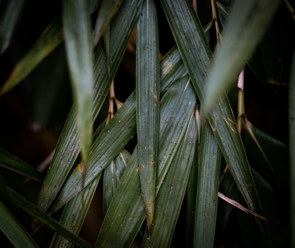 planta de hojas verdes