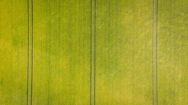 Aerial view of green grass lawn pattern