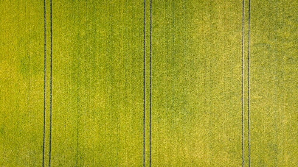 grüne Rasenwiese