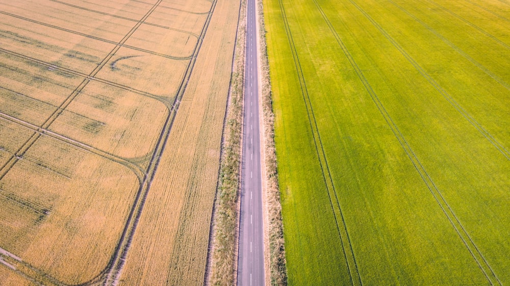 gray asphalt road in between green plants