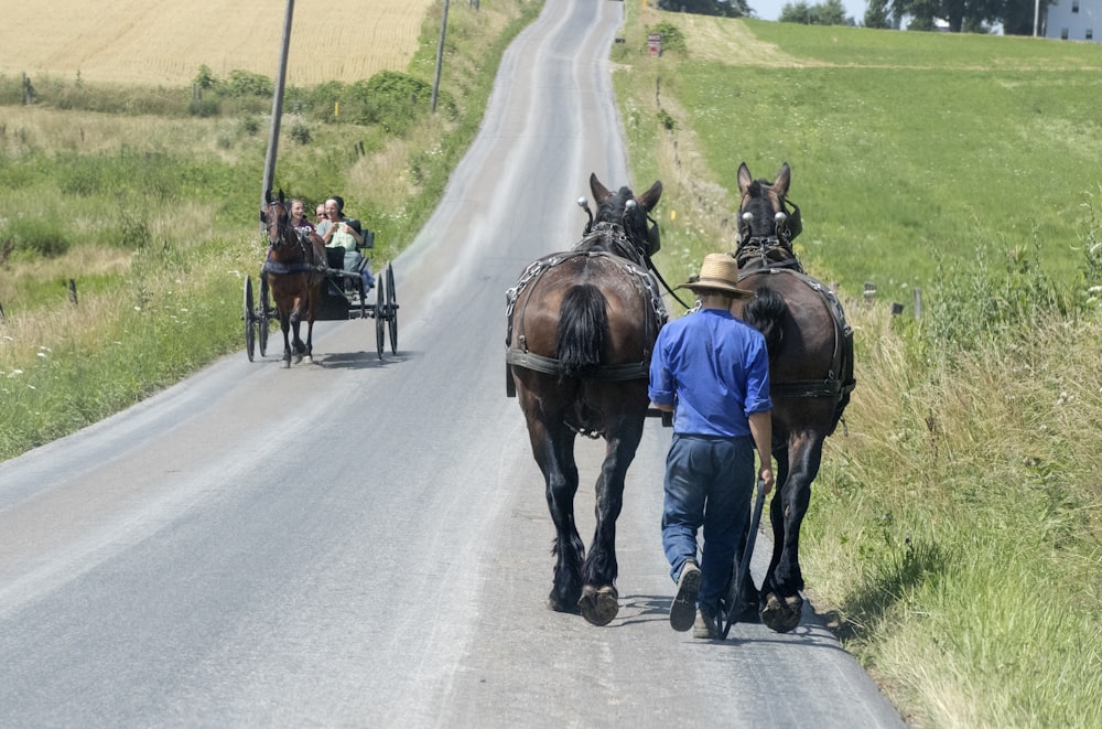 person holding two black horses walking on road