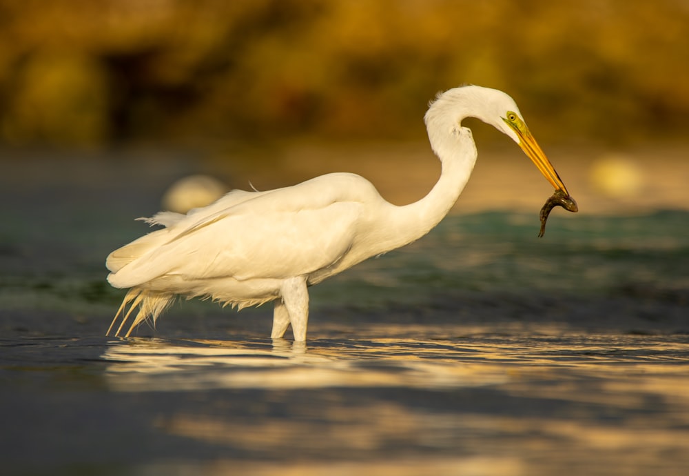 white bird eating fish standing in water