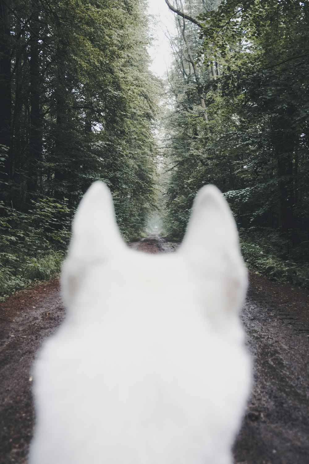 adult white dog beside trees