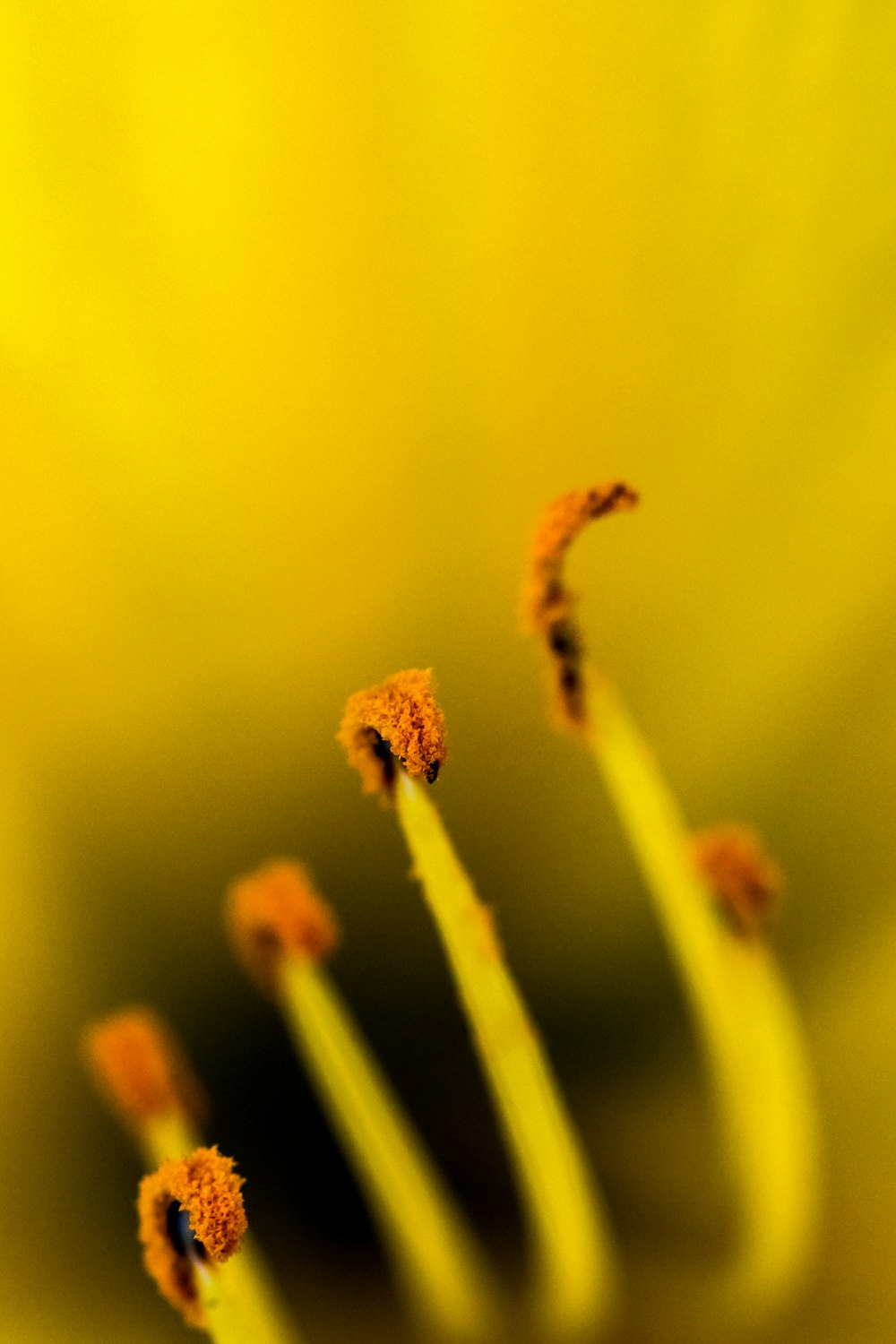 macro photography of flower pollen