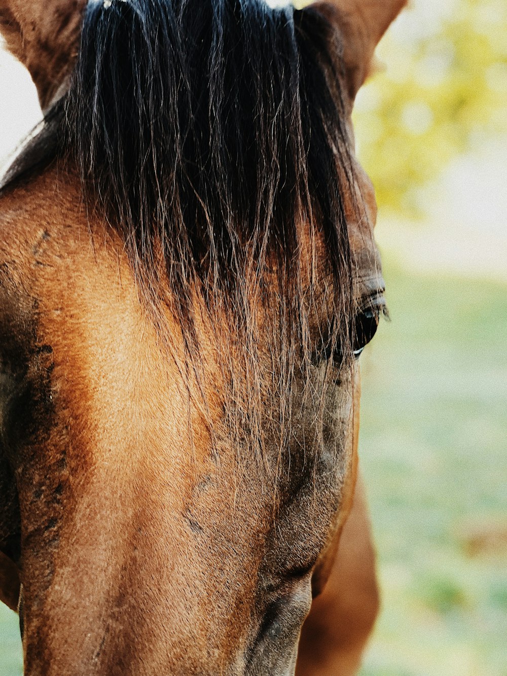 Fotografía de enfoque superficial de la cara del caballo marrón