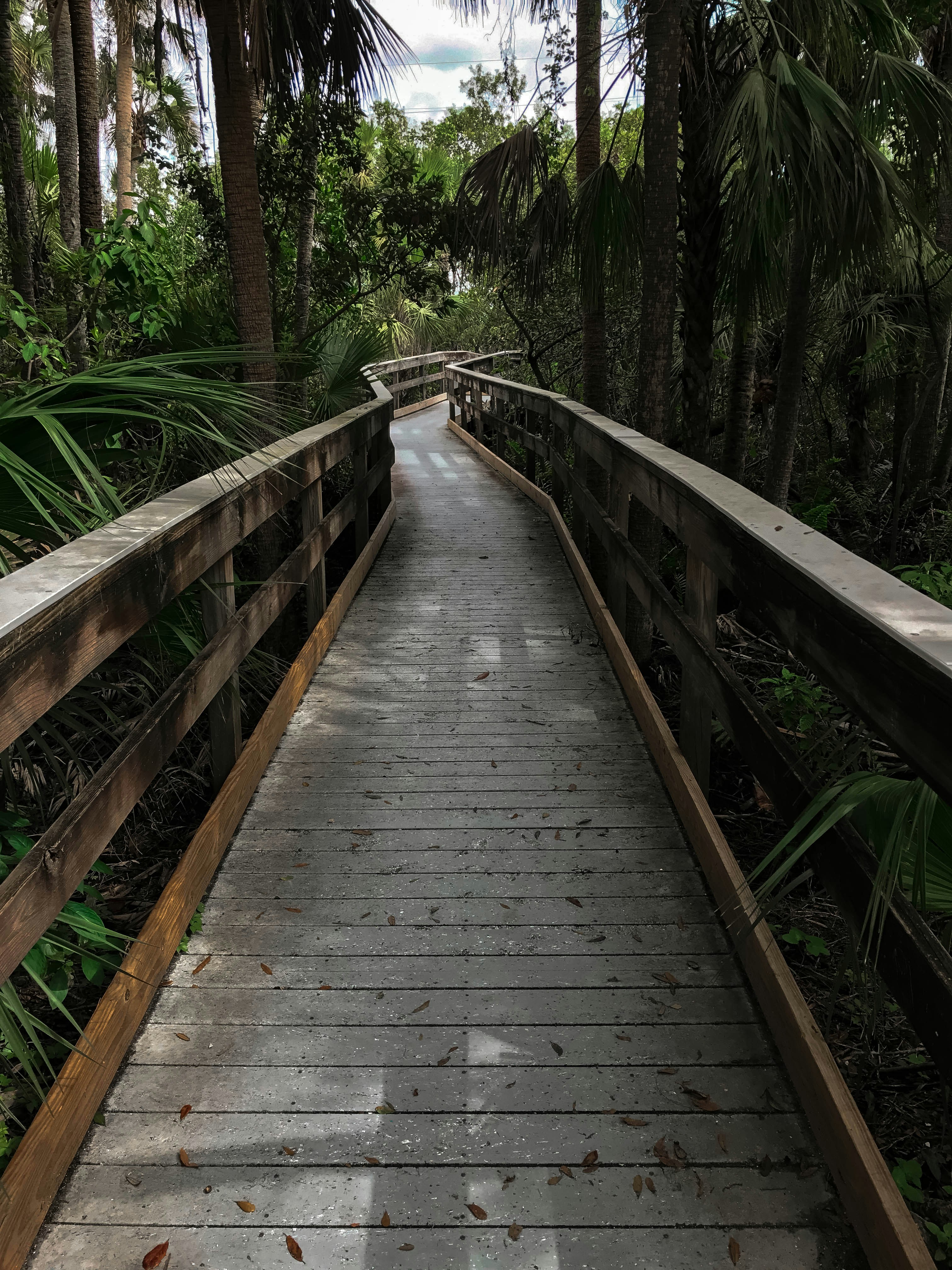 Dive into the Mystique: Exploring the Okefenokee Swamp, Georgia's Enchanting Wilderness